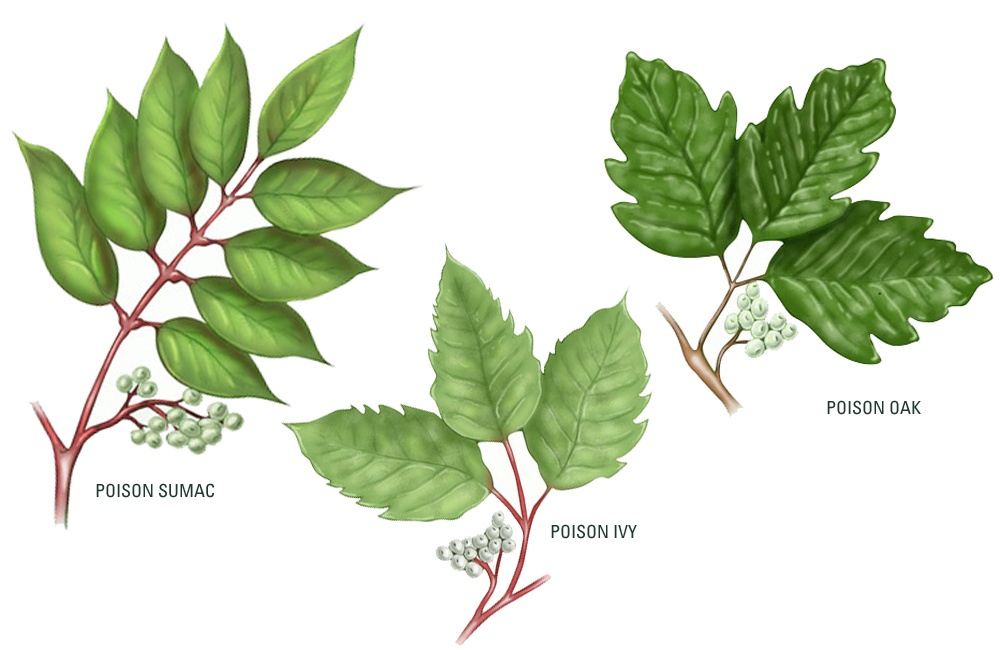 Differences Between Poison Ivy & Poison Oak - Indigo