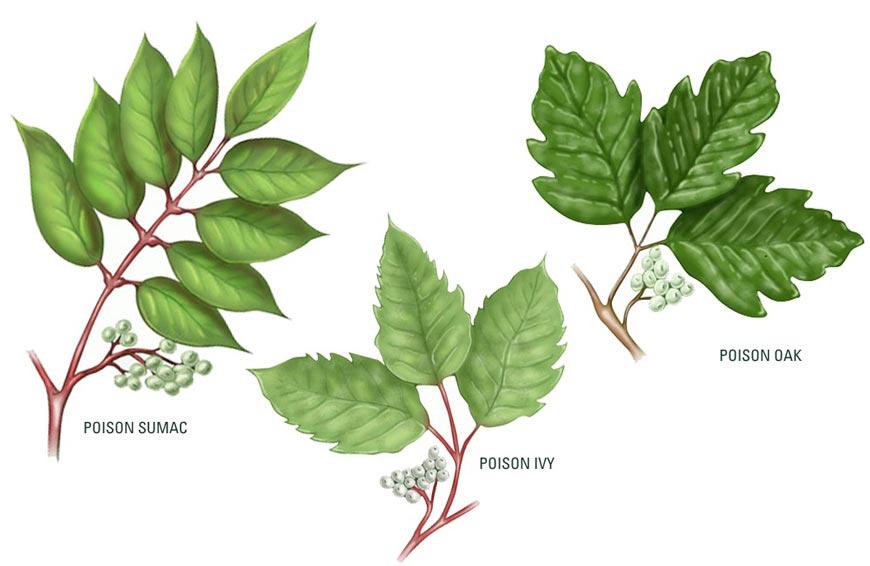 drawings of poison sumac, poison ivy, and poison oak